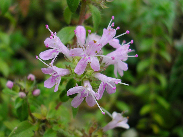 flower-image